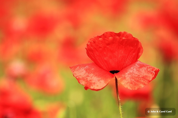 _MG_1253 Poppy field.JPG